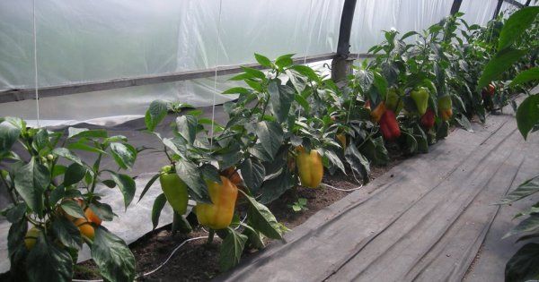 Болгарский перец: выращивание в теплице. Посадка и уход за сладким перцем в теплице